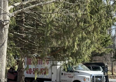 Tree Service - Ameri Tree Experts