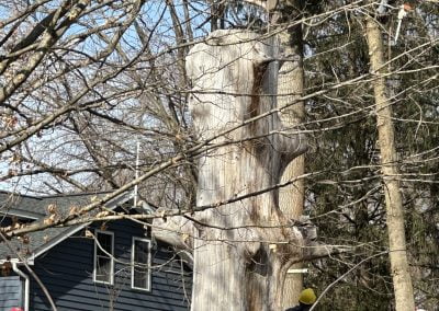 Tree Service Team MD- Ameri Tree Experts