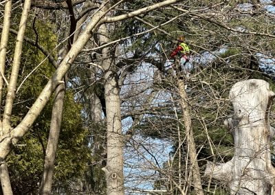 Tree Experts and Service - Ameri Tree Experts