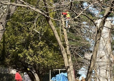 Tree Service Experts - Ameri Tree Experts