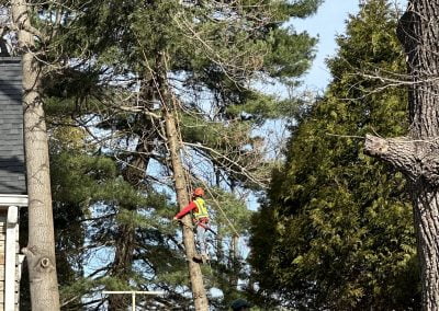 Expert Tree Service Baltimore County - Ameri Tree Experts