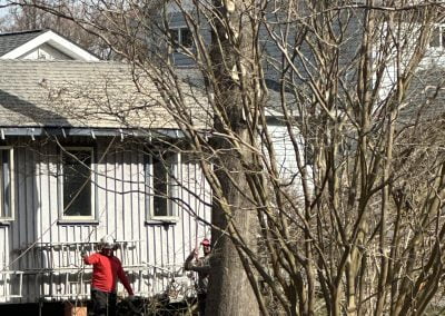 Local Tree Service - Ameri Tree Experts