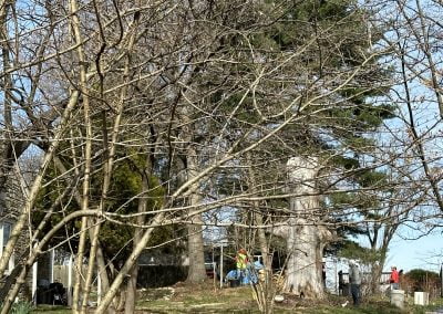 Tree Service - Ameri Tree Experts