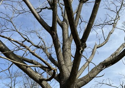 Care for Your Trees - Ameri Tree Experts