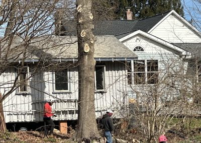 Baltimore Tree Services - Ameri Tree Experts