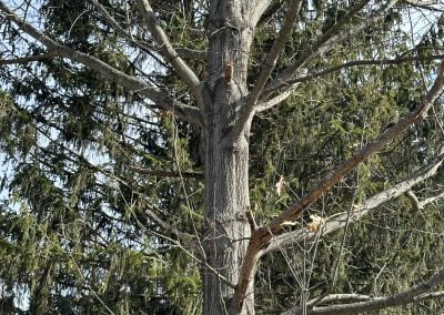 Baltimore Tree Trimming Service - Ameri Tree Experts