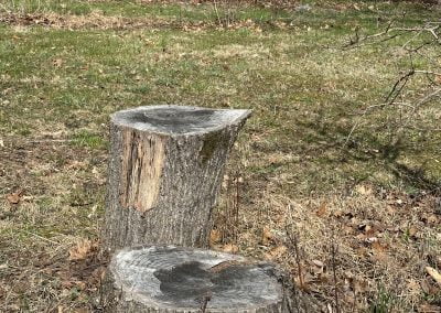Tree Stump Service - AmeriTree Experts