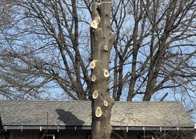 Tree Service in Baltimore - Ameri Tree Experts