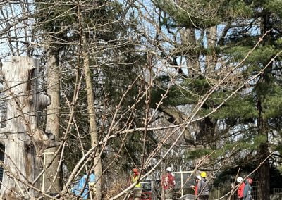 Local Tree Service - Ameri Tree Experts