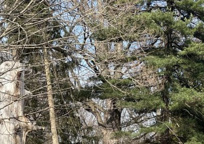 Tree Service Team in Maryland - Ameri Tree Experts