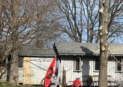 Maryland Tree Experts - Ameri Tree Experts