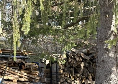 Expert Maryland Tree Service - Ameri Tree Experts