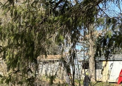 Tree Service in Maryland- Ameri Tree Experts