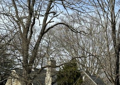 Maryland Tree Service - Ameri Tree Experts