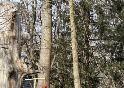 Tall Tree Service - Ameri Tree Experts