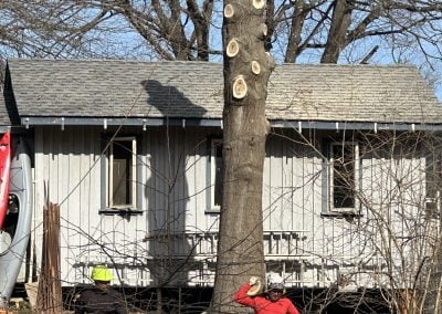 Tree Service - Ameri Tree Experts