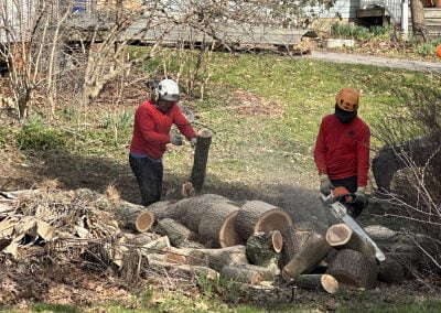 Tree Service and Removal - Ameri Tree Experts