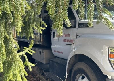 Local Tree Service Experts- Ameri Tree Experts
