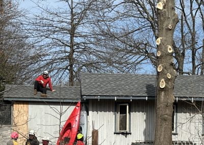 Tree Trimming Service - Ameri Tree Experts