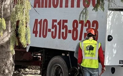 How to Tell When It’s Time to Call a Certified Arborist in Baltimore