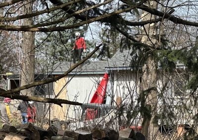 Tree Service - Ameri Tree Experts