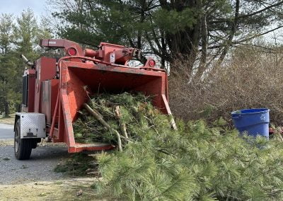Tree Service and Removal - Ameri Tree Experts