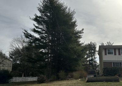 Careful Tree Trimming Service - Ameri Tree Experts