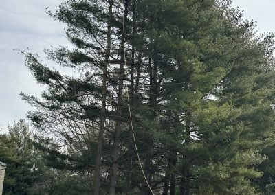 Residential Tree Service - Ameri Tree Experts