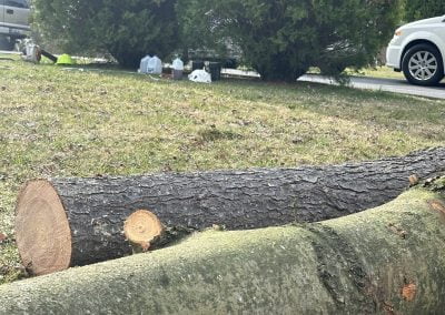 Home Tree Service - Ameri Tree Experts