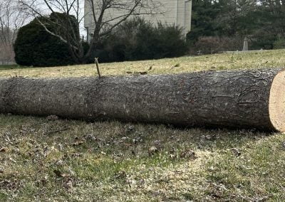 Large Tree Removal Service - Ameri Tree Experts