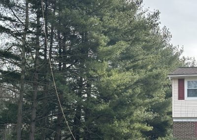 Tree Removal Service - Ameri Tree Experts