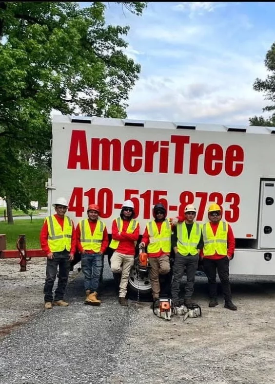 Tree Service - AmeriTree - North Laurel, MD Tree Service North Laurel, MD- Ameri Tree Experts
