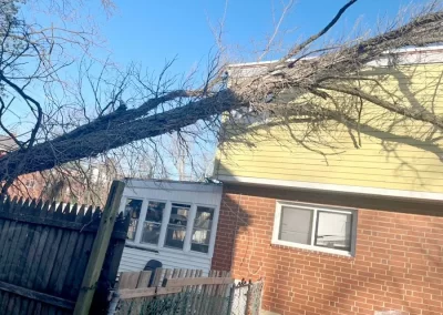 Tree Service - Ameri Tree Experts