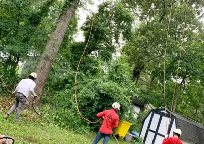 Tree Service - Ameri Tree Experts