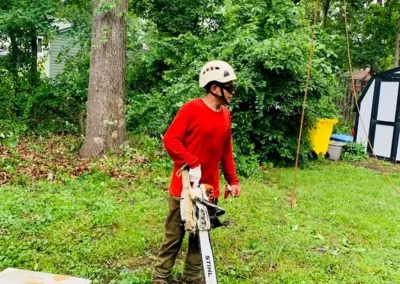 Tree Service - Ameri Tree Experts