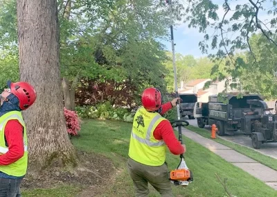 Tree Service - Ameri Tree Experts