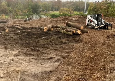 Tree Service - Ameri Tree Experts