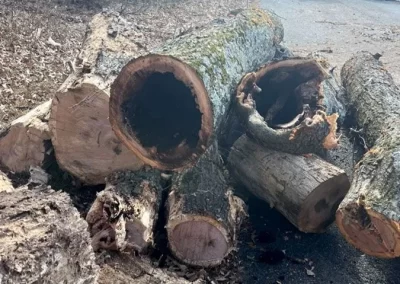 Tree Service - Ameri Tree Experts