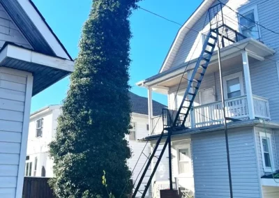 Tree Service - Ameri Tree Experts