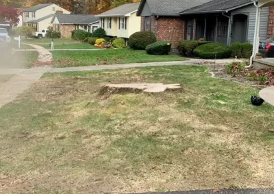 Tree Service - Ameri Tree Experts