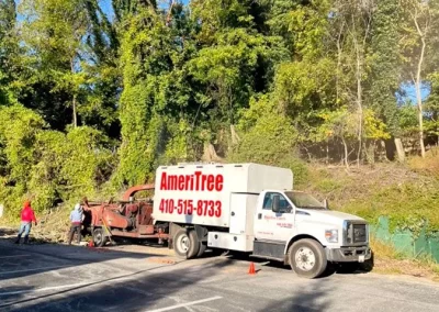 Tree Service - Ameri Tree Experts