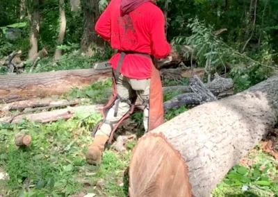 Tree Service - Ameri Tree Experts