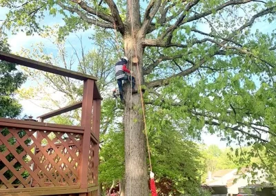 Tree Service - Ameri Tree Experts