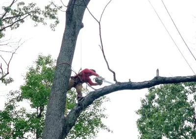 Tree Service - Ameri Tree Experts