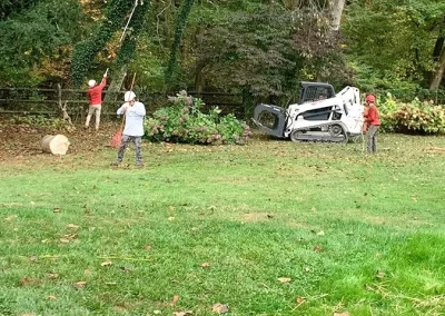 Tree Service - Ameri Tree Experts