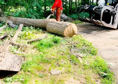 Tree Service - Ameri Tree Experts