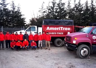 Tree Service - Ameri Tree Experts