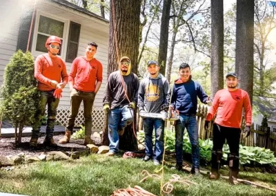 Tree Services in md - Ameri Tree Experts