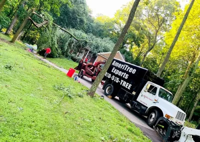 Tree Service - Ameri Tree Experts