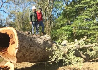 Tree Service - Ameri Tree Experts